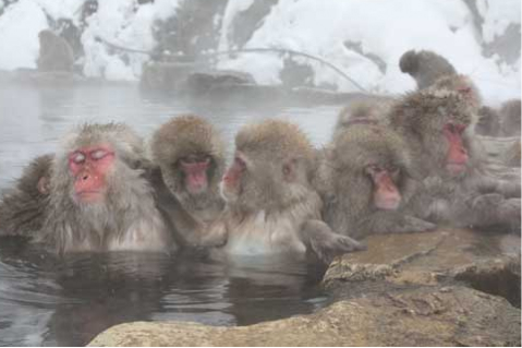 Jigokudani Hot Springs