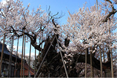 Yamataka Jindai-zakura Cherry Tree