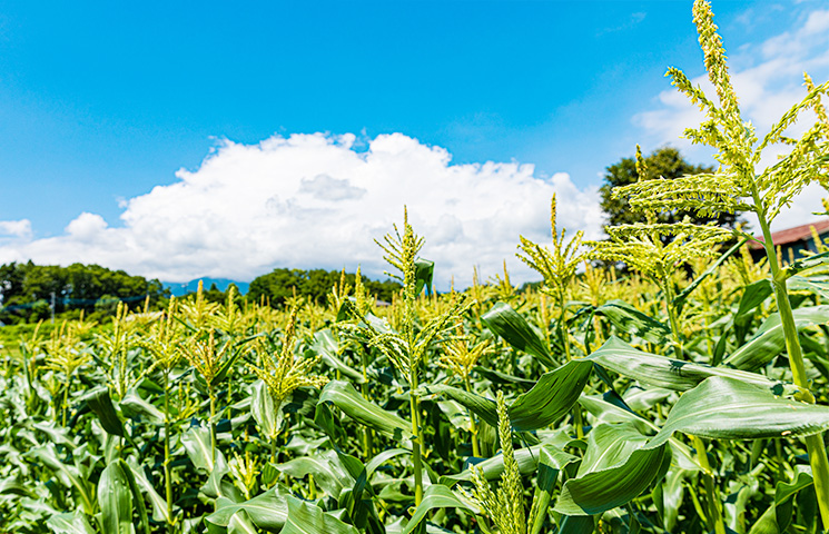 高原野菜