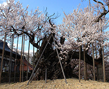 山高神大桜